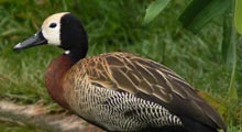 Whistling Ducks - White Faced